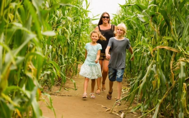 York Maze